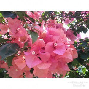 Dina Mayasari profile icon