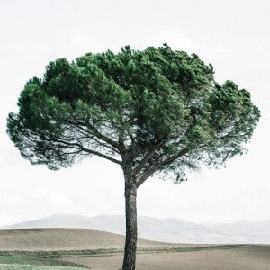 Nuratiyah Faridah profile icon