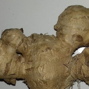 Firdaus profile icon