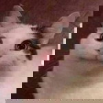 Hieriz Nunag profile icon