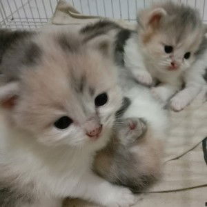 Dini Meiriza profile icon