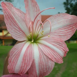 Fivin Astari profile icon