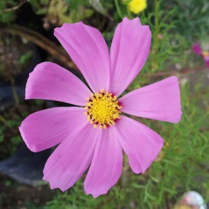 Tika Runifah profile icon