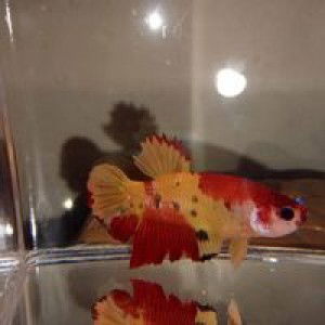 Wenie Sundari profile icon