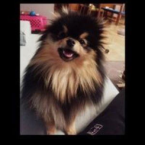 Mentari Woro Pamungkas profile icon