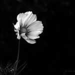 Ruth Ann Garcia - Sobrenilla profile icon