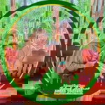 Ni Neem Saroh profile icon