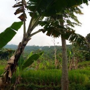 Dhini Wardiani profile icon