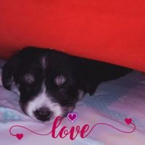 Rachelle Sarmiento Ramos profile icon