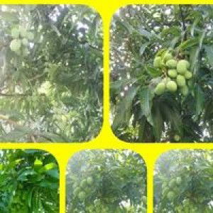 Papawee Kruaew profile icon