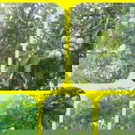 Papawee Kruaew profile icon