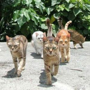 Gina GIR profile icon