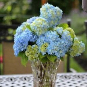 koshiba lina profile icon