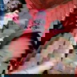 Lisarosyanti Gusdianto profile icon