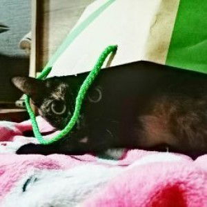 แมวแก่ของแม่จะมีน้องแล้ว profile icon