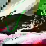 แมวแก่ของแม่จะมีน้องแล้ว profile icon