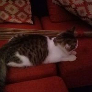 Susan Ramadhan profile icon