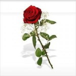 Iffah Abd Rahim profile icon