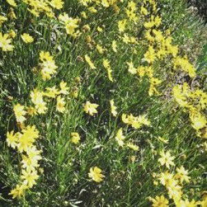 Rodhiyatul Dewi Fauziah profile icon