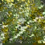 Rodhiyatul Dewi Fauziah profile icon