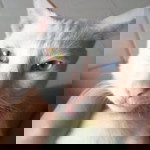 Crow profile icon