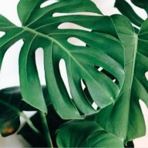 Rina Indriyani profile icon