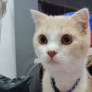 MyLoveLife profile icon