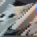 MyLoveLife profile icon