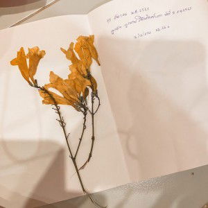 ฟางฟาง อิส profile icon