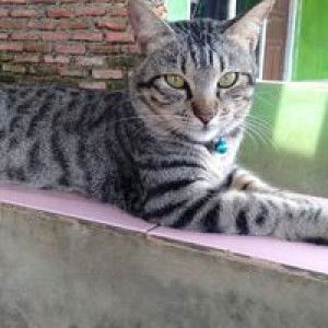 Kartini profile icon