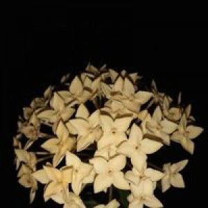 Nurfatimah Yaman profile icon