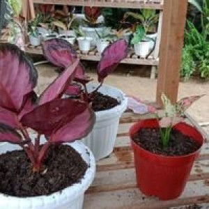 Riski Dara Mutia profile icon