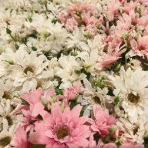 Aprilia Dyah Fitriani profile icon