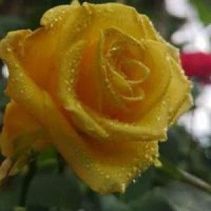 Faridah Hussin profile icon