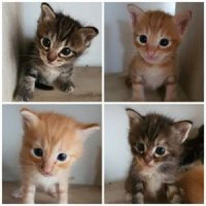 Alia Sheh Omar profile icon