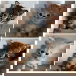 Alia Sheh Omar profile icon