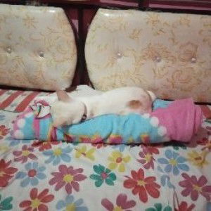 aku bukankucing profile icon