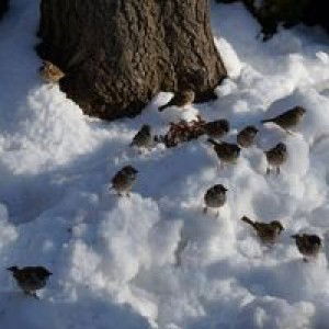 Karen Lim profile icon