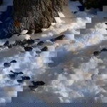 Karen Lim profile icon