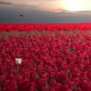 Nazmina Azhana profile icon