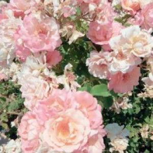 rina septiana profile icon