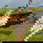 Chafern Kesinee profile icon