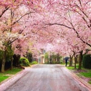 Farhana Nazir profile icon