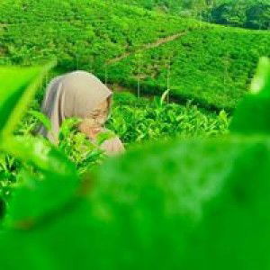 Ajeng Sifa Khoerunnisa profile icon