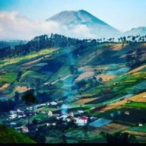 Wonk Djember profile icon