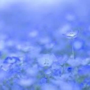 I's ice profile icon