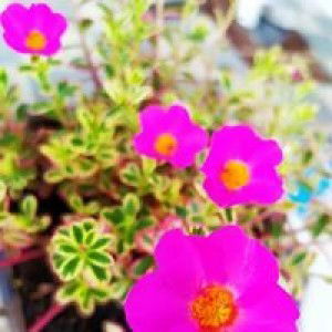 Arfiina profile icon