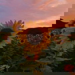 艾姆艾姆 profile icon