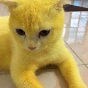 ขวัญสุดา สมบัติวงศ์ profile icon