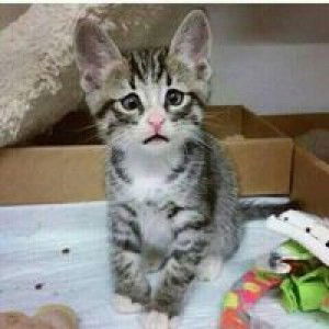 Diana Gustiana profile icon